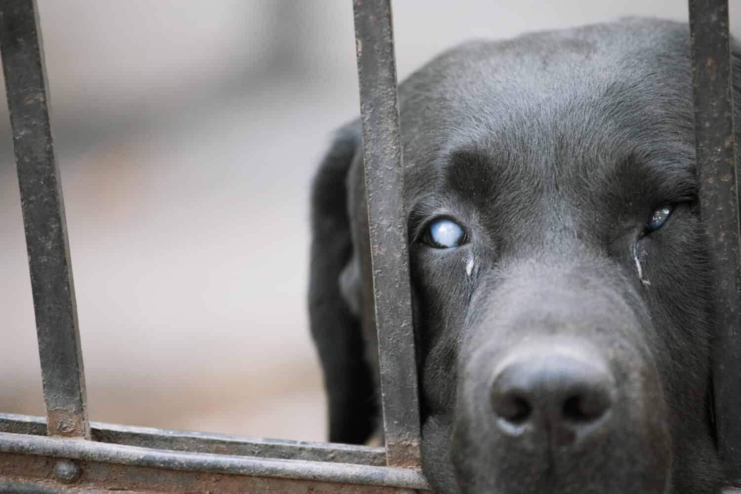 Black labrador retriever outdoors waiting for owner against the fence - Aging pet concept background