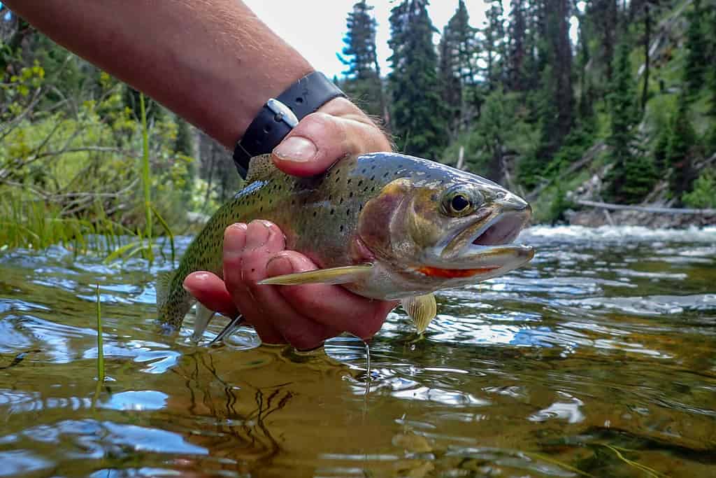 Wild westslope cutthroat trout caught and released in the Middle Fork of the Salmon River, Idaho