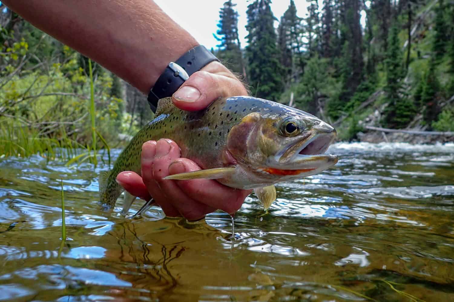 Wild westslope cutthroat trout caught and released in the Middle Fork of the Salmon River, Idaho