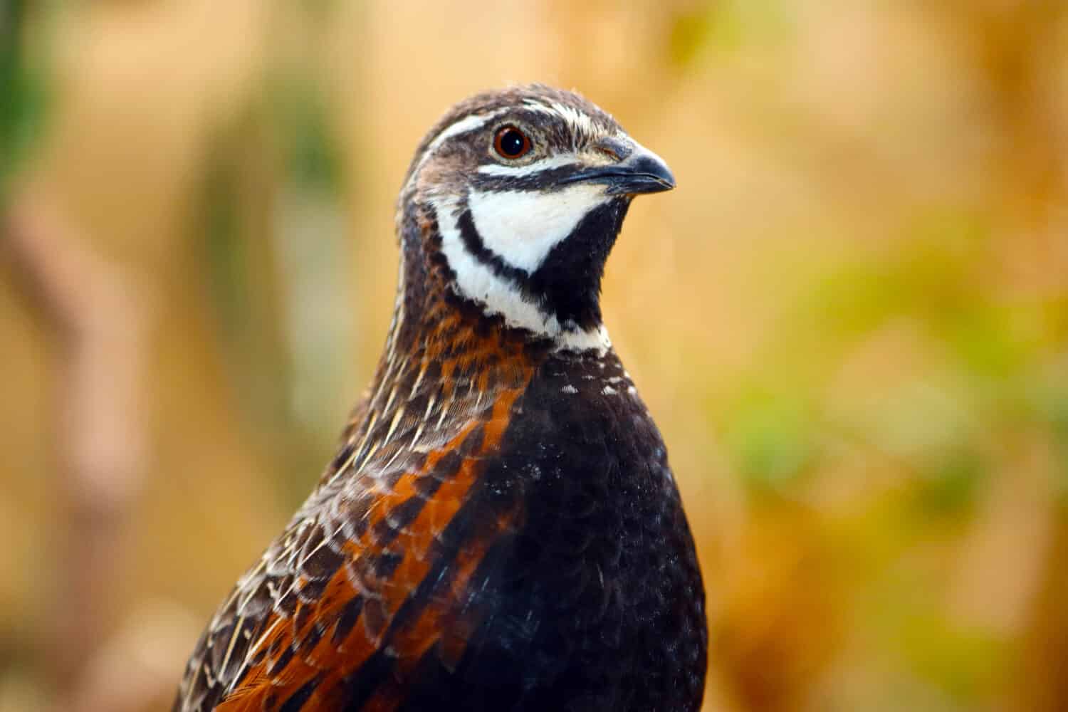 Portrait of a king quail (synoicus chinensis) in profile view