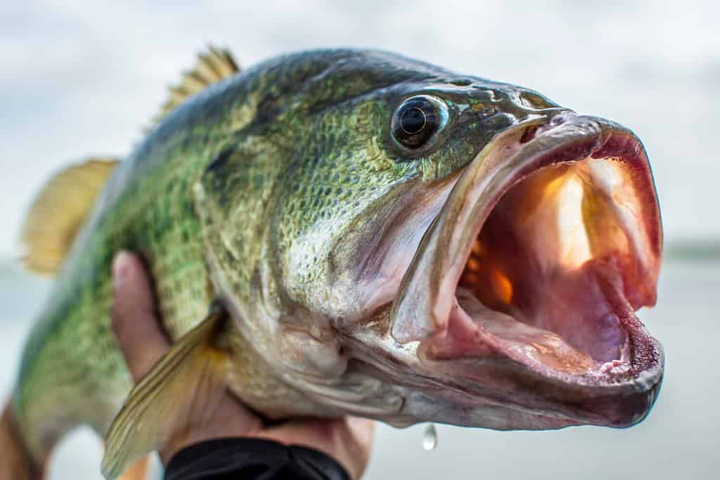 A man holding a bass he just caught.