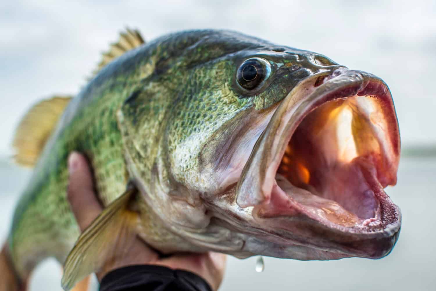 Big Bass Largemouth - Fishing