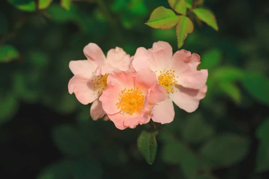 Rosa arkansana, the prairie rose or wild prairie rose blooming in green garden