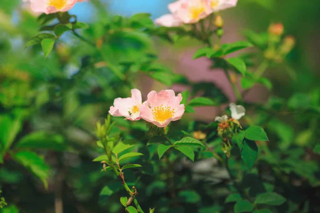 Rosa arkansana, the prairie rose or wild prairie rose blooming in green garden