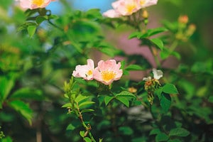Discover 3 Winter-Hardy Roses to Grow in North Dakota photo