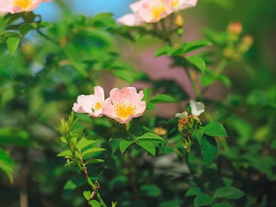 A Discover 3 Winter-Hardy Roses to Grow in North Dakota