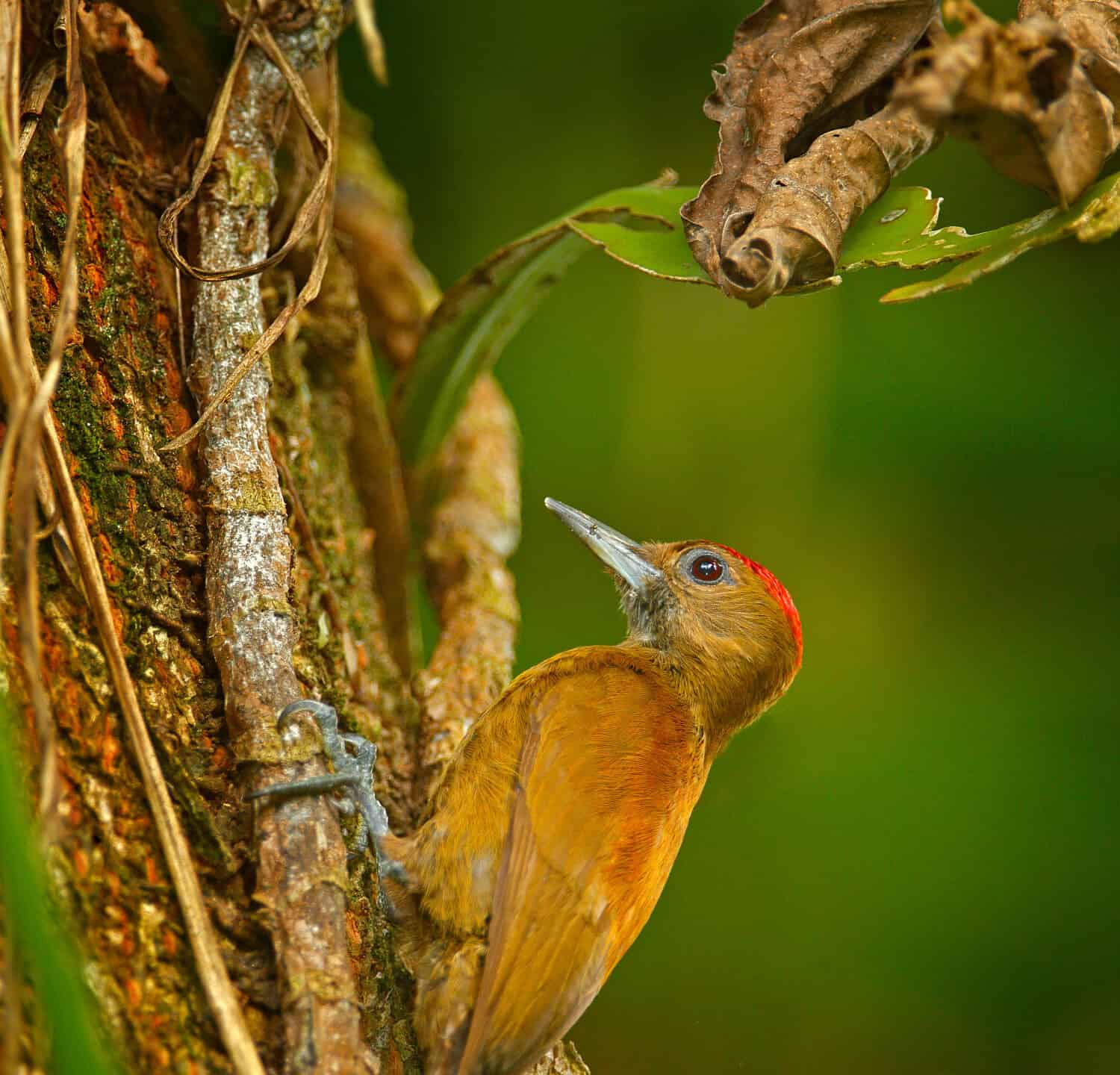 Smoky-brown Woodpeckerl, Leuconotopicus fumigatus sitting on branch with nesting hole, brown and red bird in nature habitat, Costa Rica. Birdwatching, South America. 