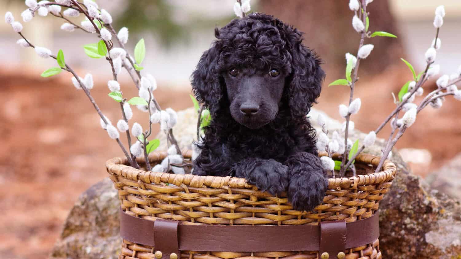 Standard Poodle Puppy in Basket