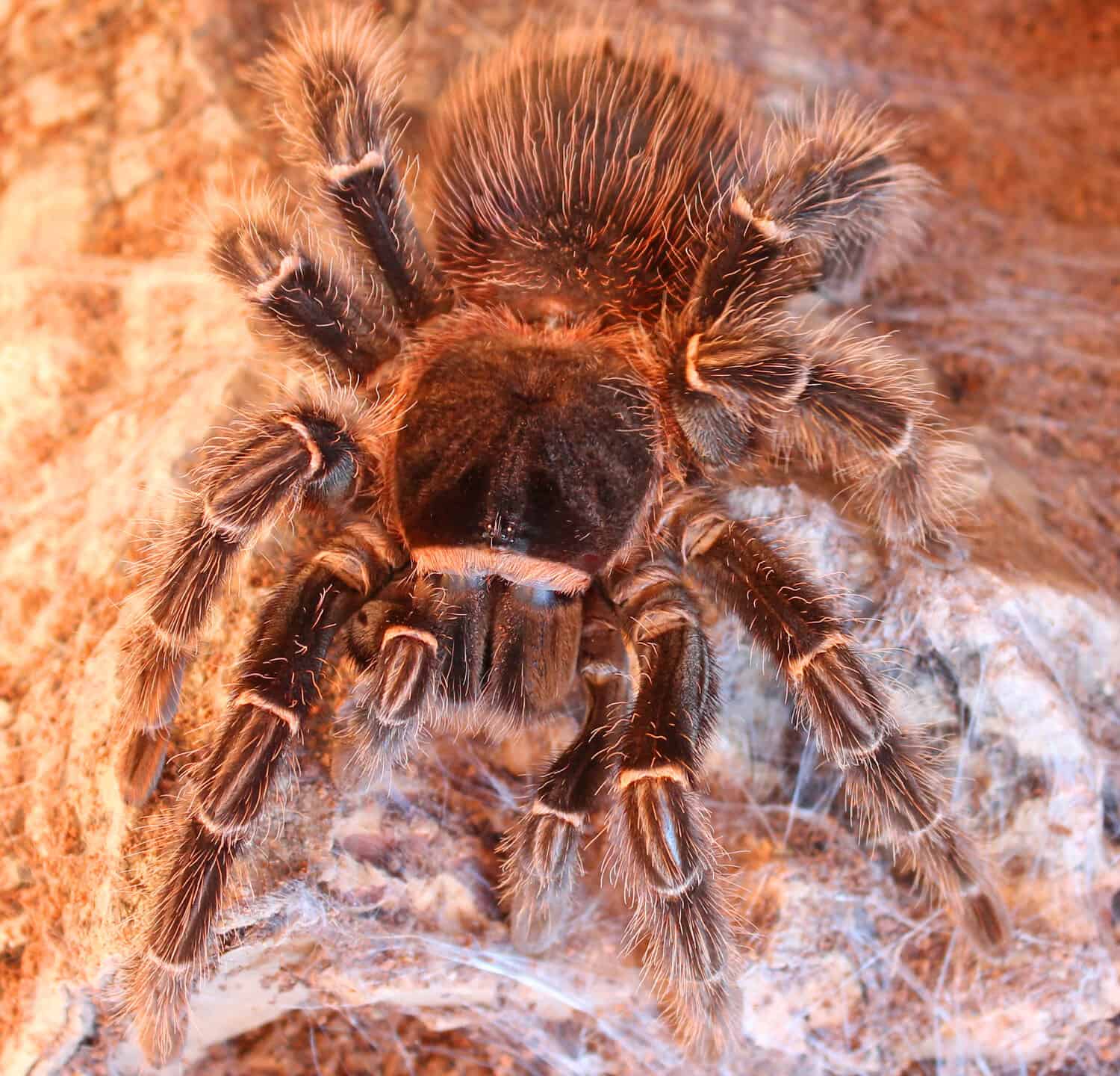 Beautiful Brazilian Salmon Pink Bird Eating Tarantula surrounded by web