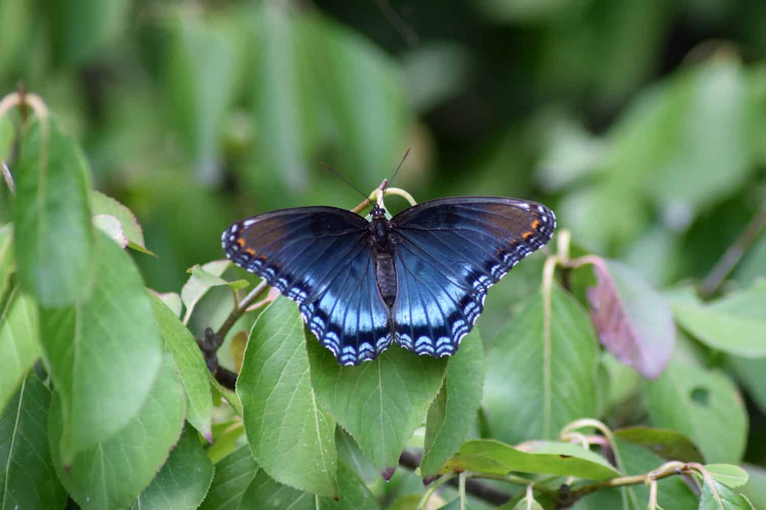 The red-spotted purple Butterfly