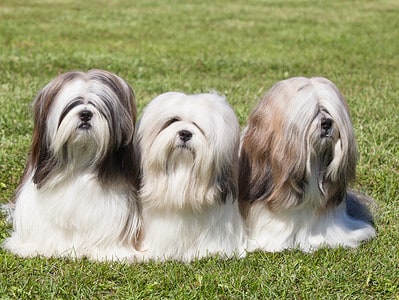 A Discover the 12 Most Popular Long-Haired Dog Breeds