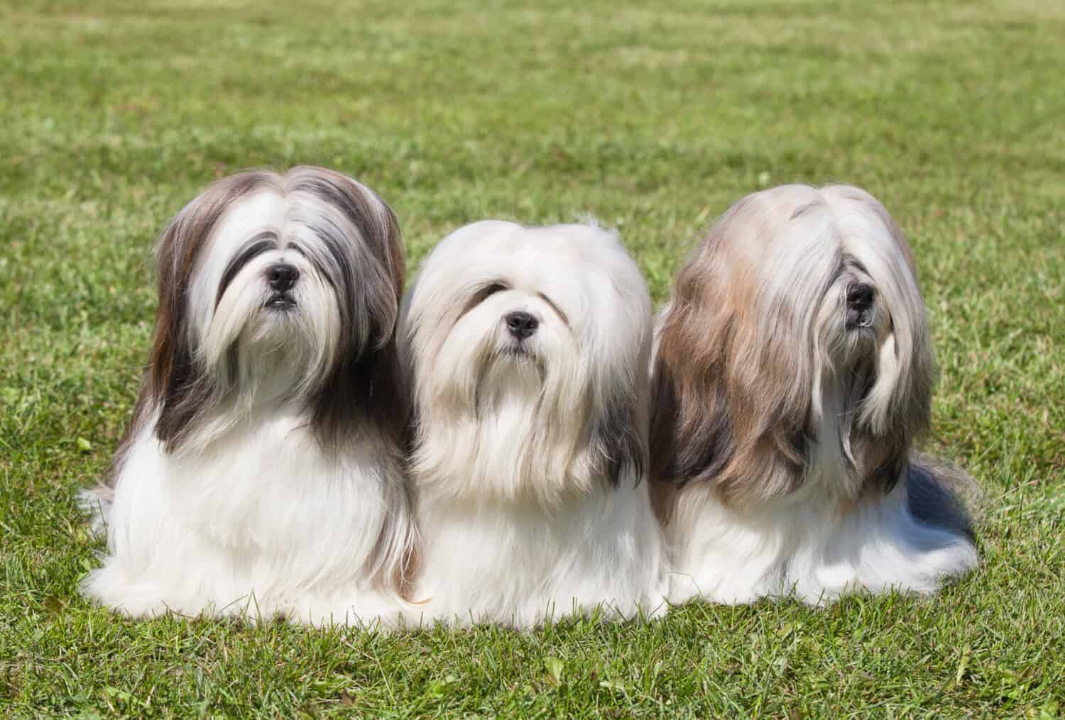 Portrait of three purebred Lhasa Apso  on green grass