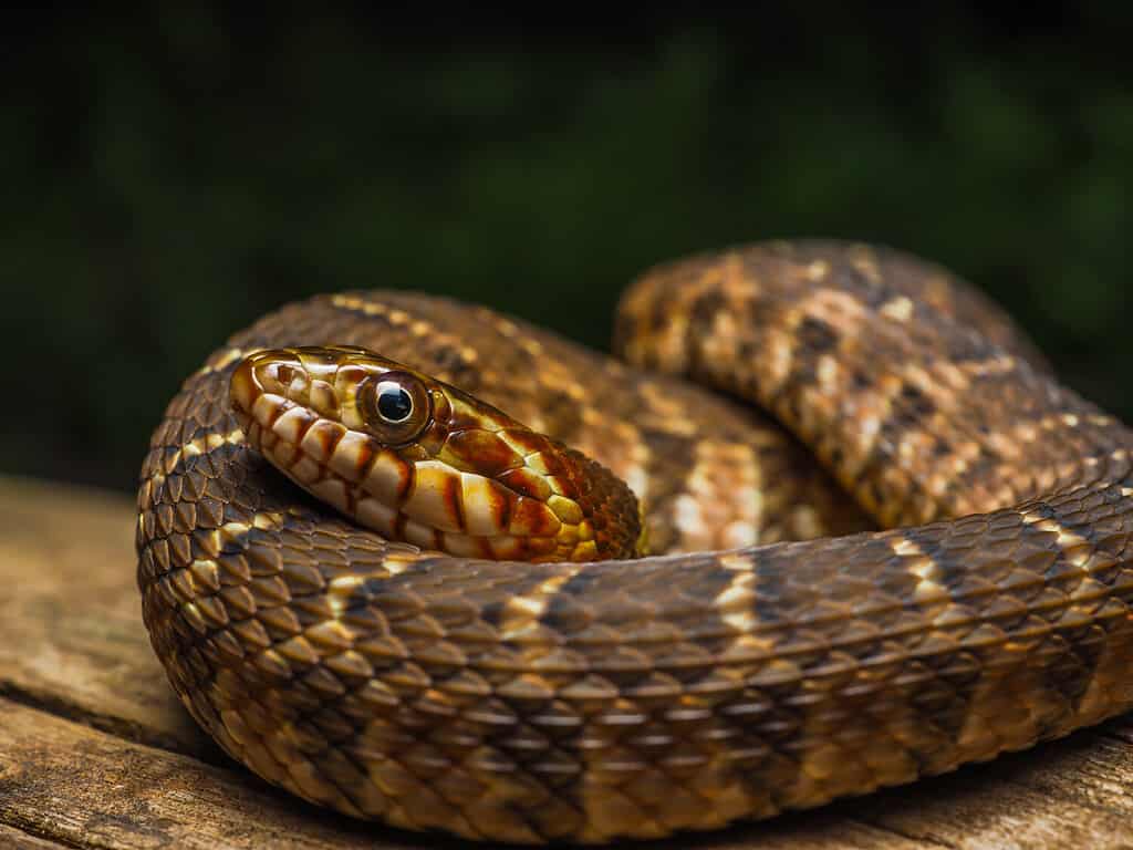 Nerodia erythrogaster - Plain-bellied watersnake