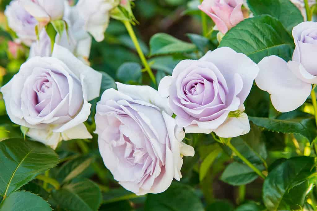 Blue Moon rose bloom