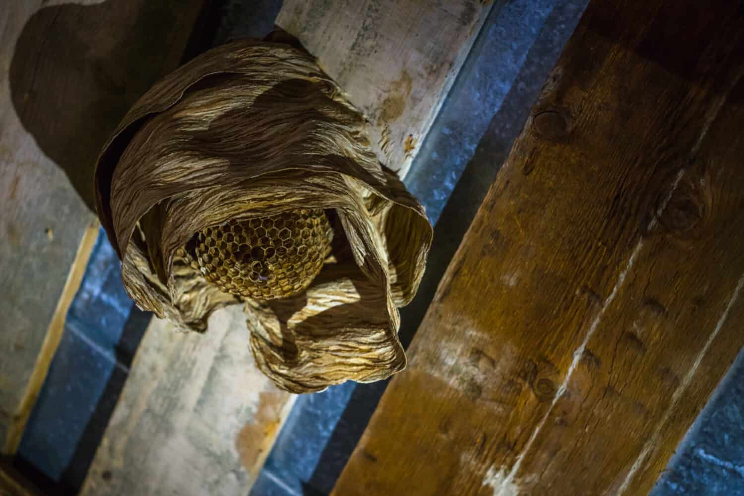 Wasp's nest hanging of roof inside house