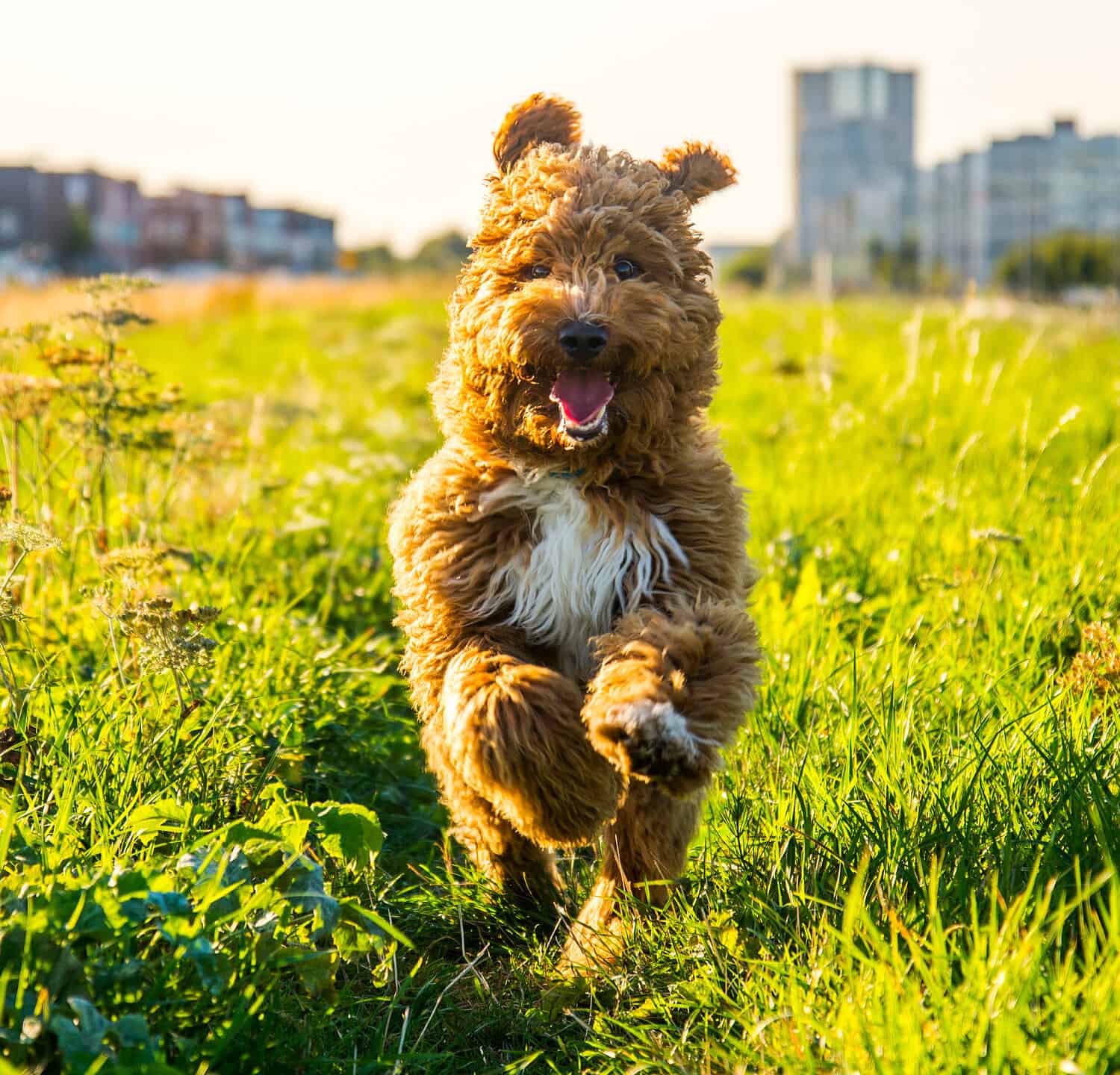 Irish doodle puppy 6 months old