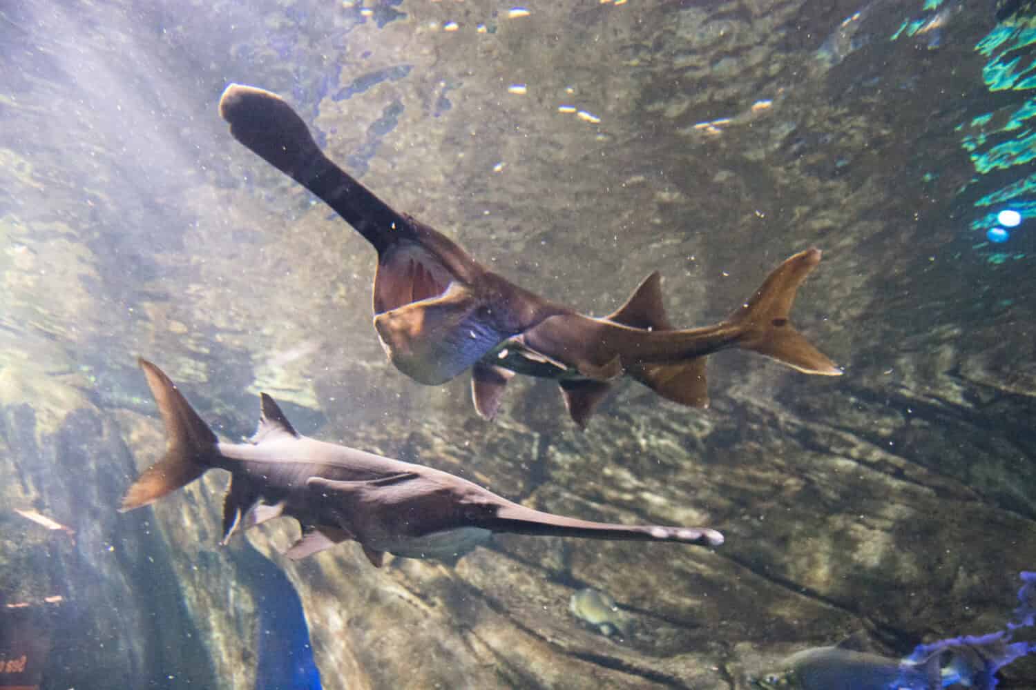 The paddlefish is a primitive freshwater fish that has a special snout shaped like a paddle