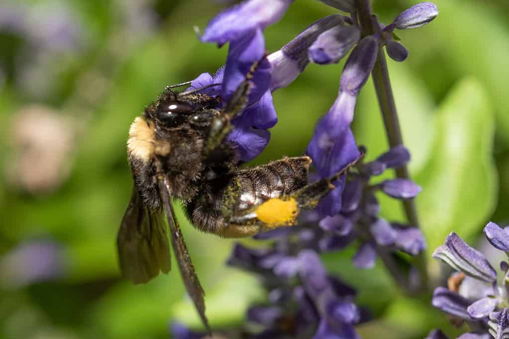 American or Sonoran Bumblebee