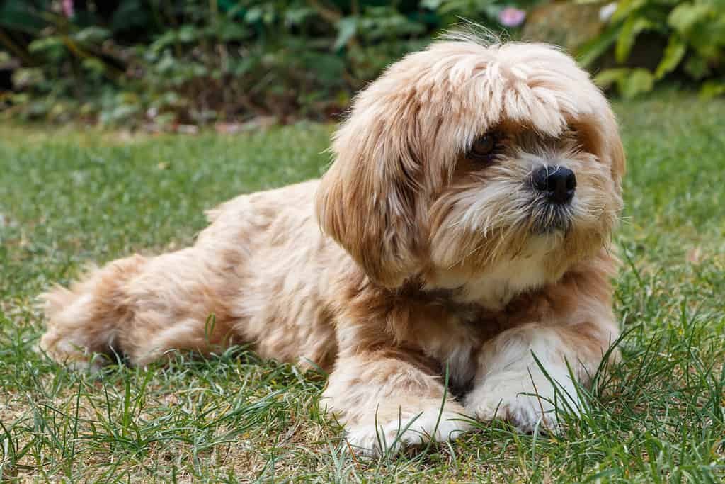 Lhasa Apso dog lying in the grass of a garden