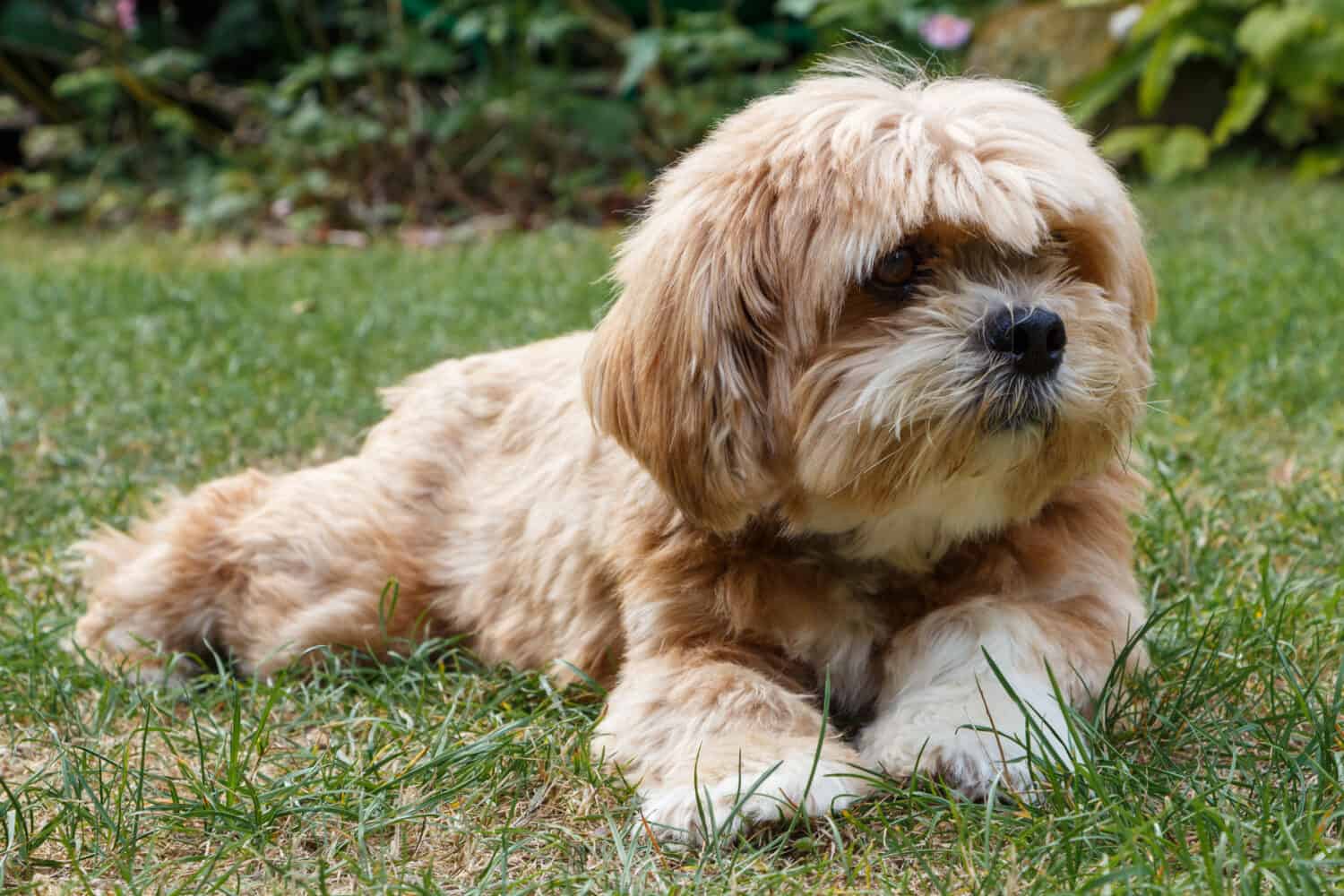 Lhasa Apso dog lying in the grass of a garden