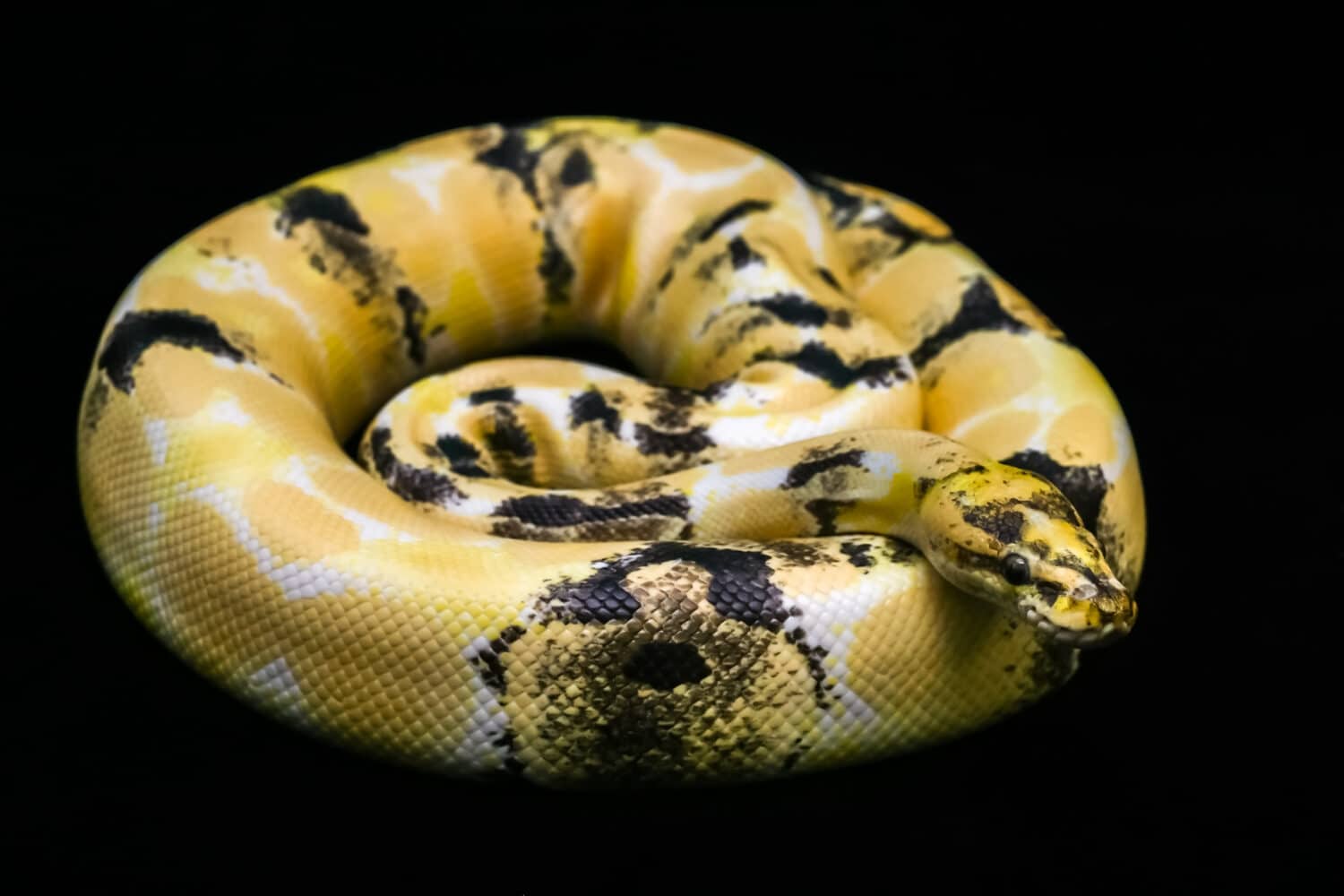 Paradox calico morph Ball python (python regius) on black floor background. Image of beautiful snake for exotic pets or reptile keeper. Amazing pattern on snake skin.