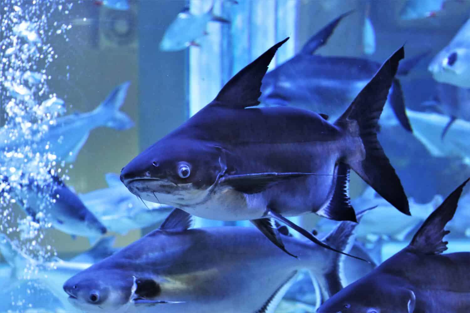 The giant pangasius (Pangasius sanitwongsei) are swimming in freshwater aquarium. it is a species of freshwater fish in the  family Pangasiidae found in the Chao Phraya and Mekongbasins in Indochina. 