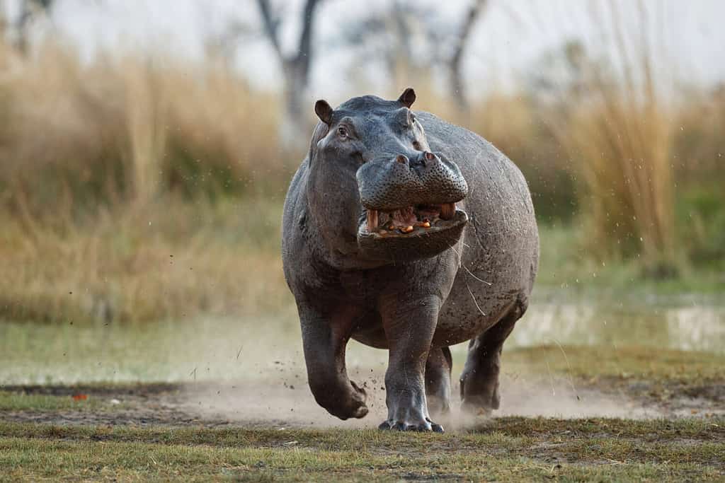 Aggressive hippo male attacking the car. Huge hippo male intimidating the opponent. Wild animal in the nature habitat. African wildlife. This is Africa. Hippopotamus amphibius.