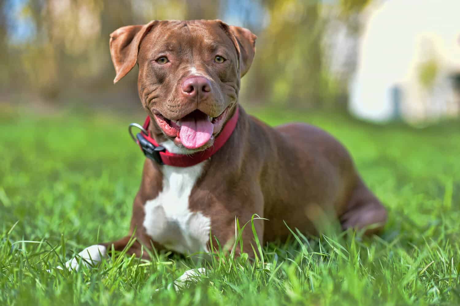 brown pit bull terrier with not cropped ears