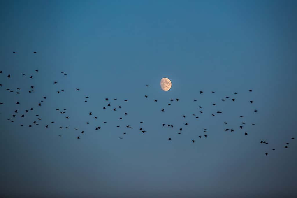 Night view of flock of starlings flying over a white moon, dark blue sky, migration of birds during autumn