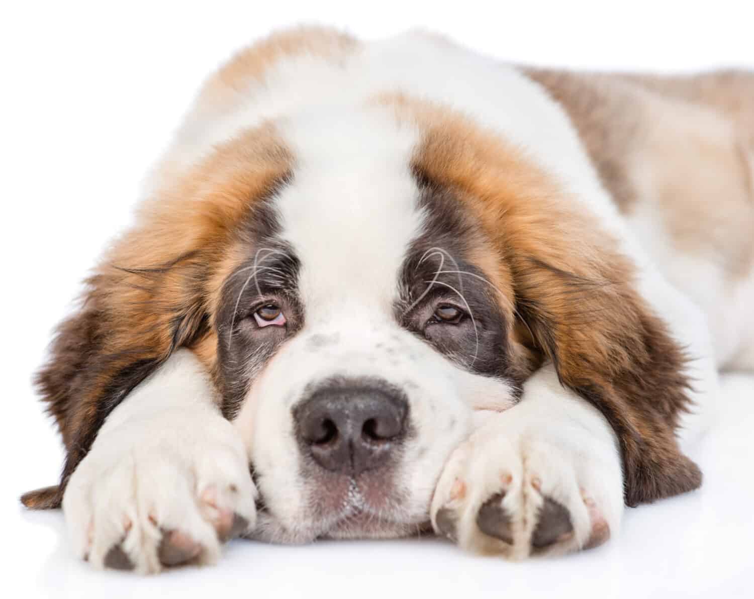 Sad St. Bernard puppy looking at camera. isolated on white background