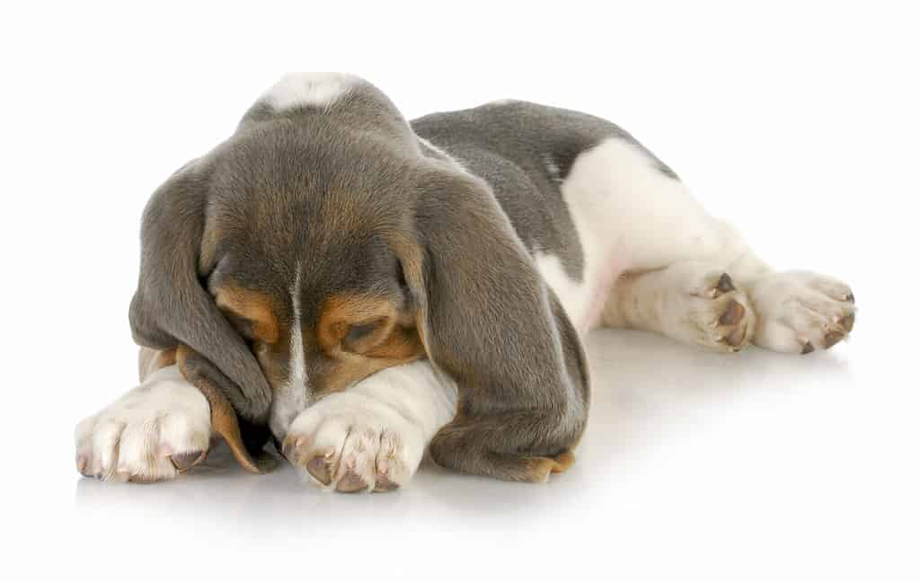 cute puppy - basset hound puppy burying his nose in paws with reflection on white background