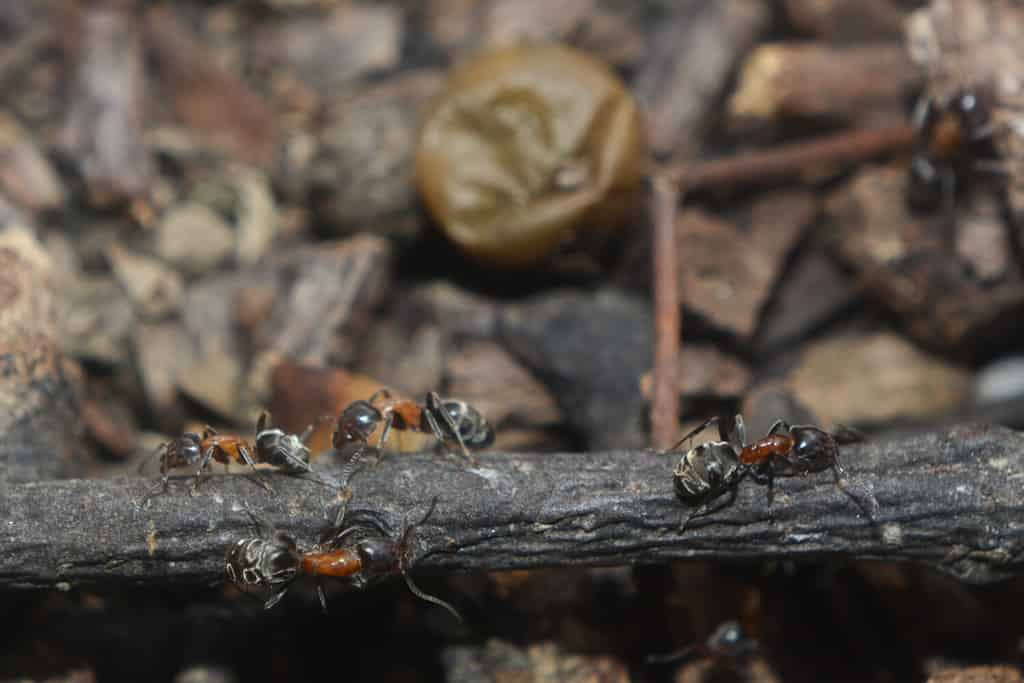 very rare relict species of ants called Liometopum microcephalum also known as velvety tree ants , creating long foraging trails, found in the Czech republic, South Moravia, Lednice Valtice area