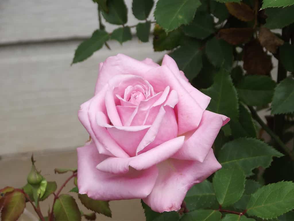 Belinda's dream tight bloom pink rose