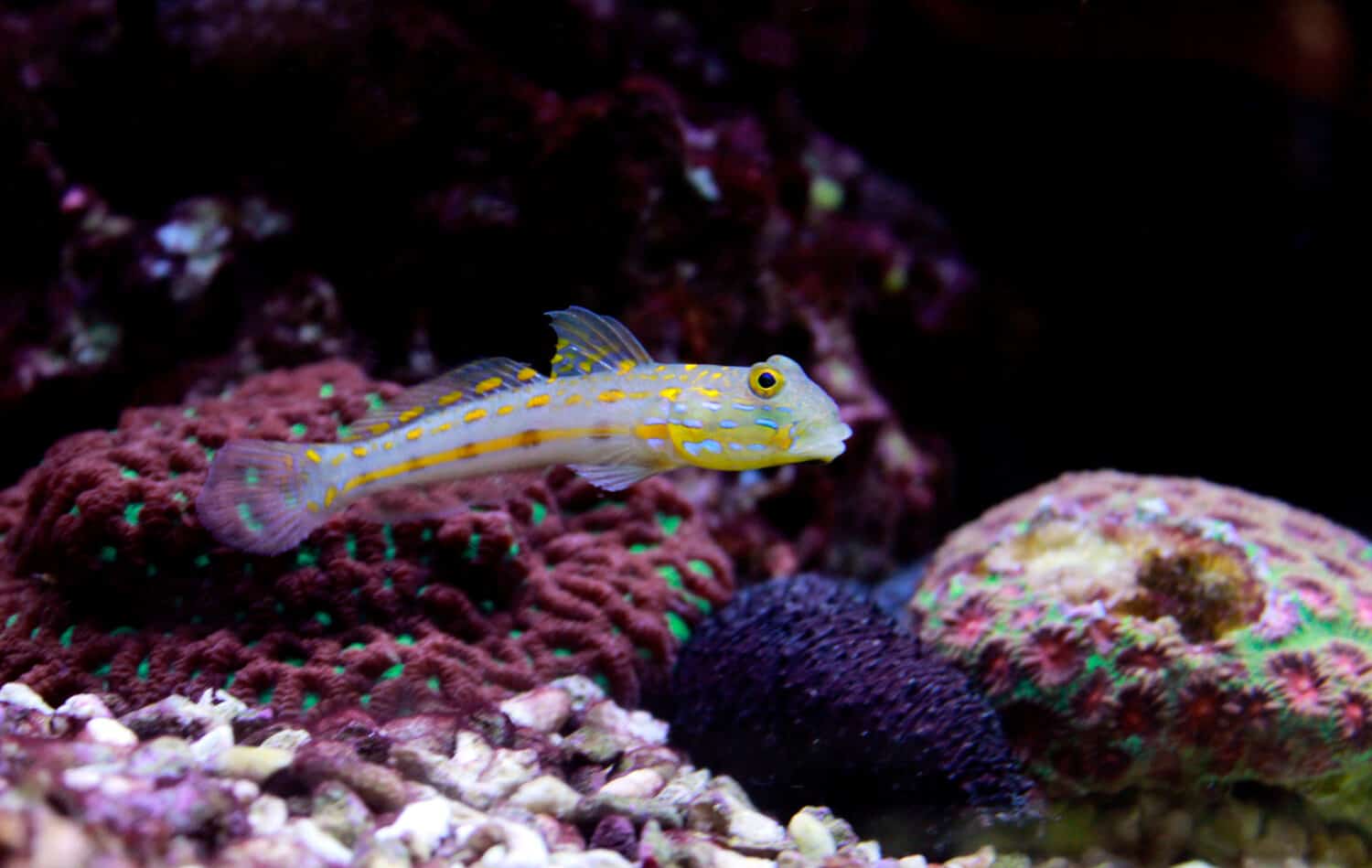 Diamond Watchman Goby(Valenciennea puellaris) 