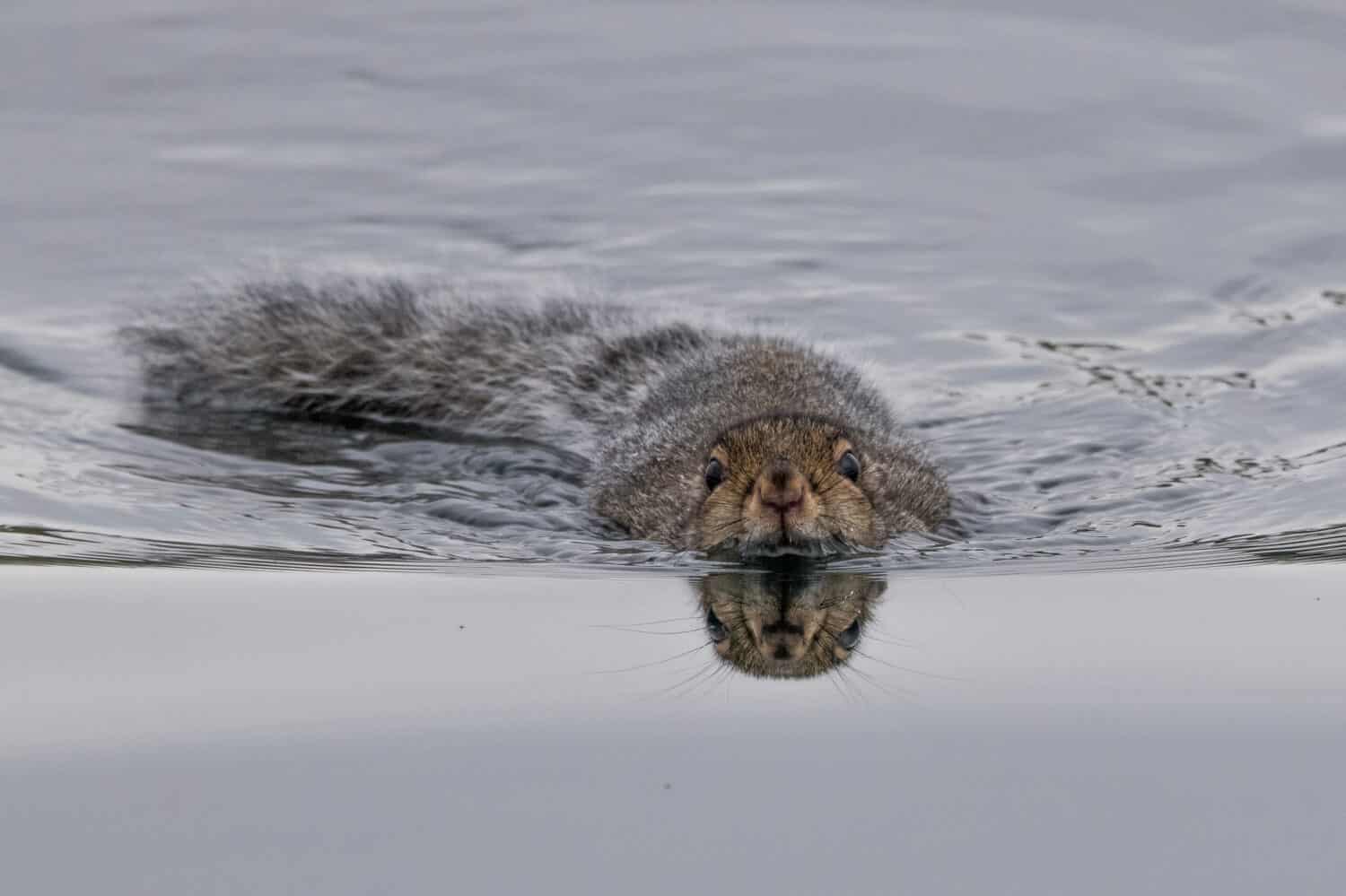 Swimming grey squirrel