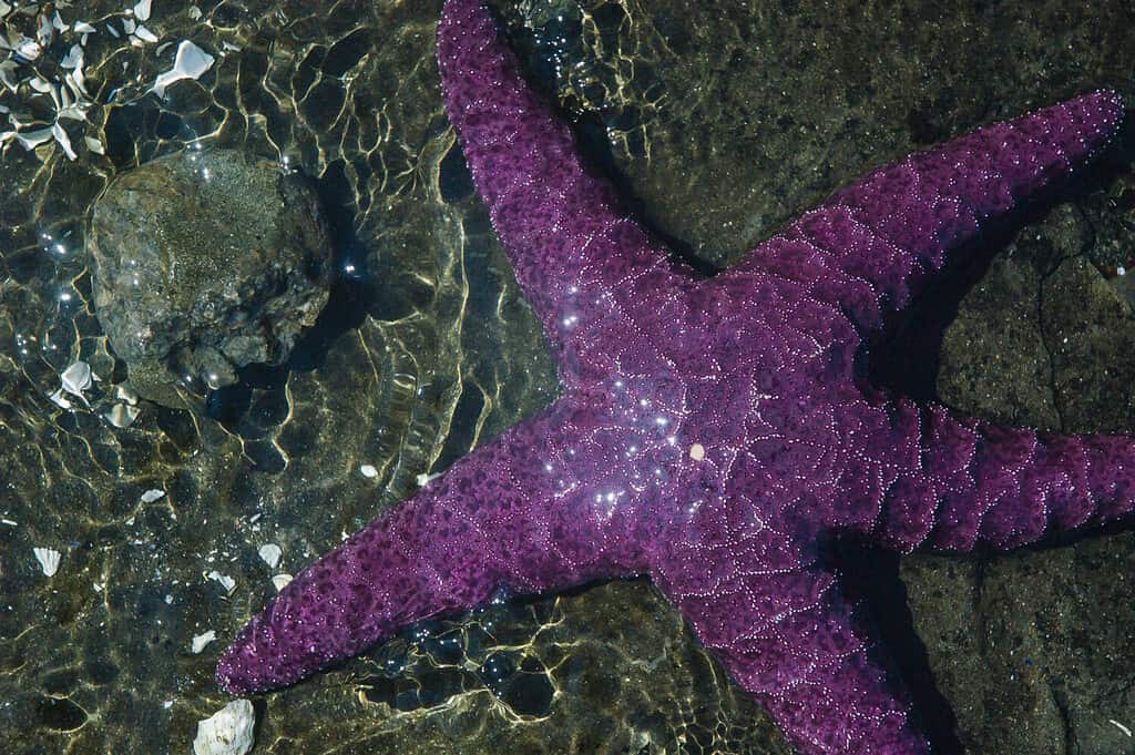 A bright purple sea star in the shallows of a tide pool, surrounded by shells and rocks