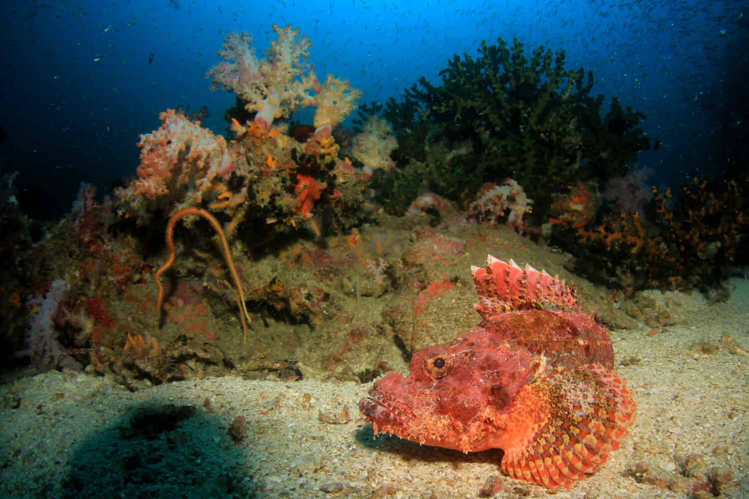 Scorpionfish and coral reef 