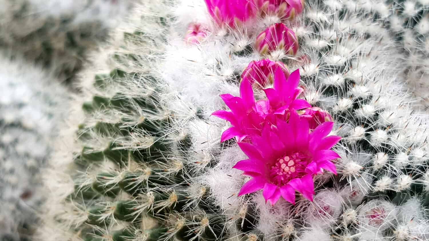 Cactus plant. A close up of a Old lady cactus flowering, Mammillaria hahniana.