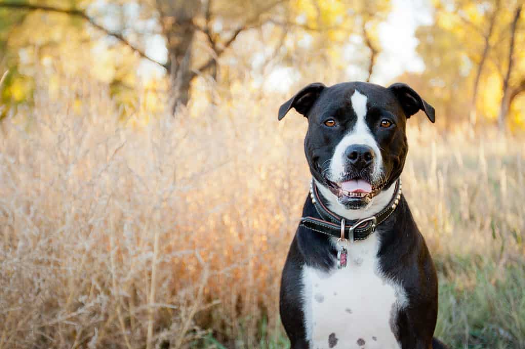 Black and white American Pit Bull Terrier siting and smiling in park