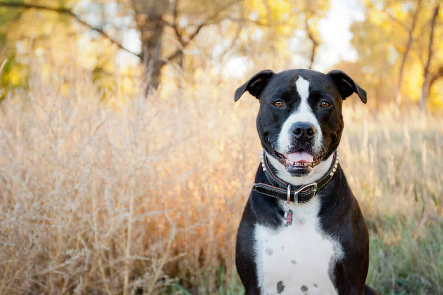 Black and white American Pit Bull Terrier siting and smiling in park