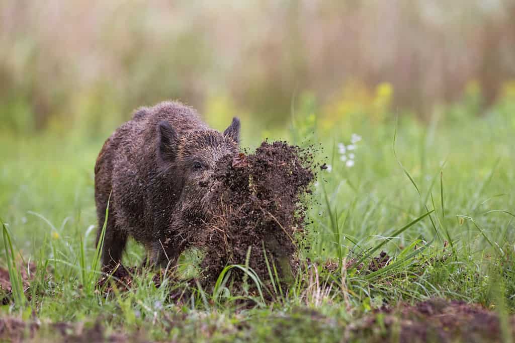 Wild boar, sus scrofa, digging on a meadow throwing mud around with its nose. Dynamic wildlife image of hog damaging ground while looking for a food.