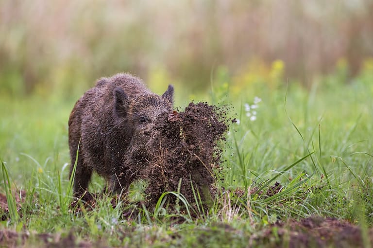 Wild boar, sus scrofa, digging on a meadow throwing mud around with its nose. Dynamic wildlife image of hog damaging ground while looking for a food.