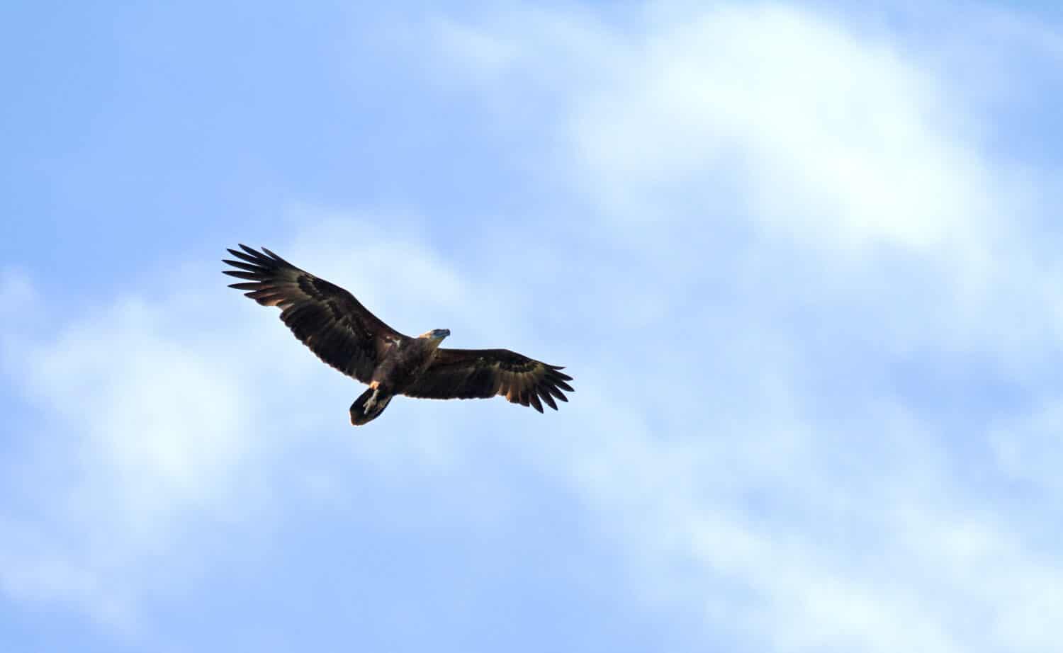 Sanford's sea eagle (Haliaeetus sanfordi), also known as Sanford's fish eagle or Solomon eagle, is a sea eagle endemic to the Solomon Islands. Flying against cloudy sky on the island of Kolombangara.