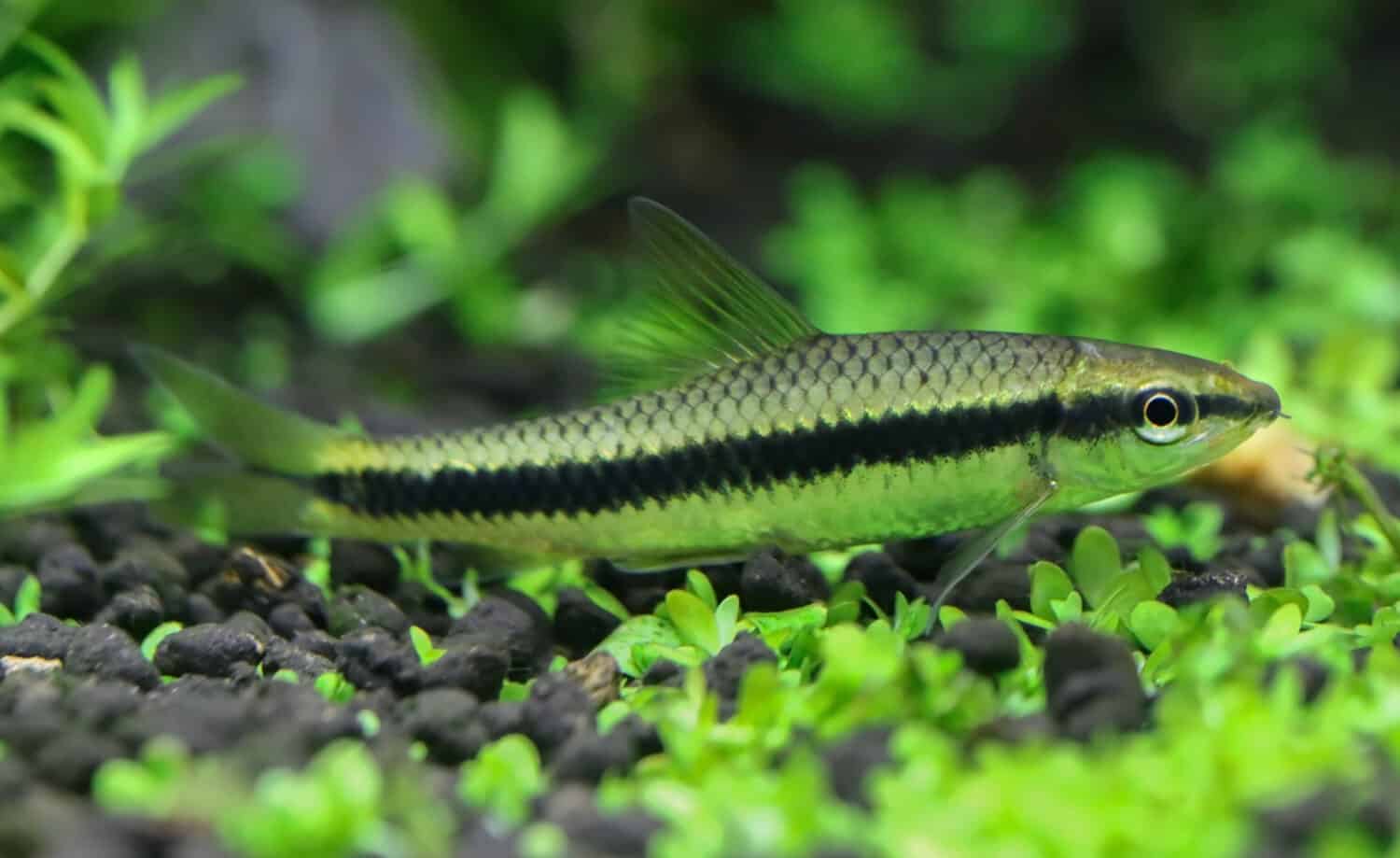 Siamese algae eater in planted aquarium