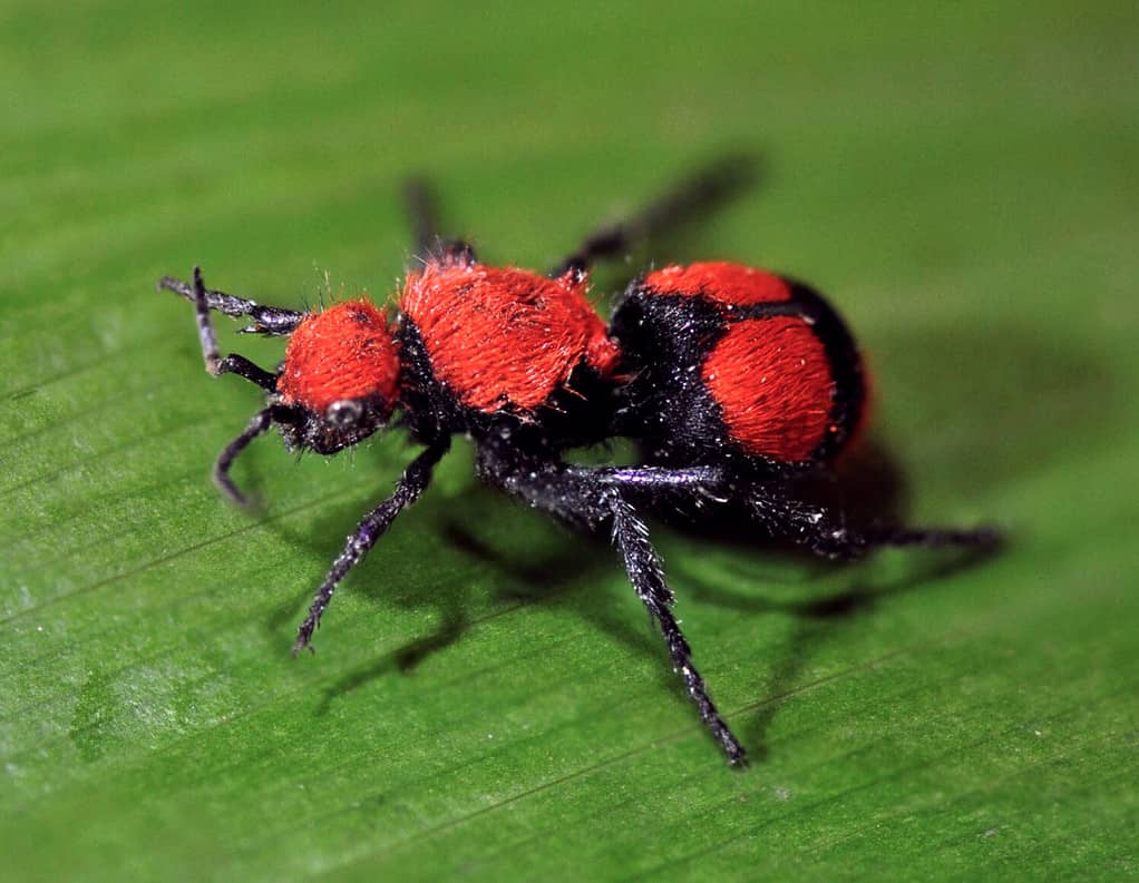 Hymenoptera- Velvet Ant