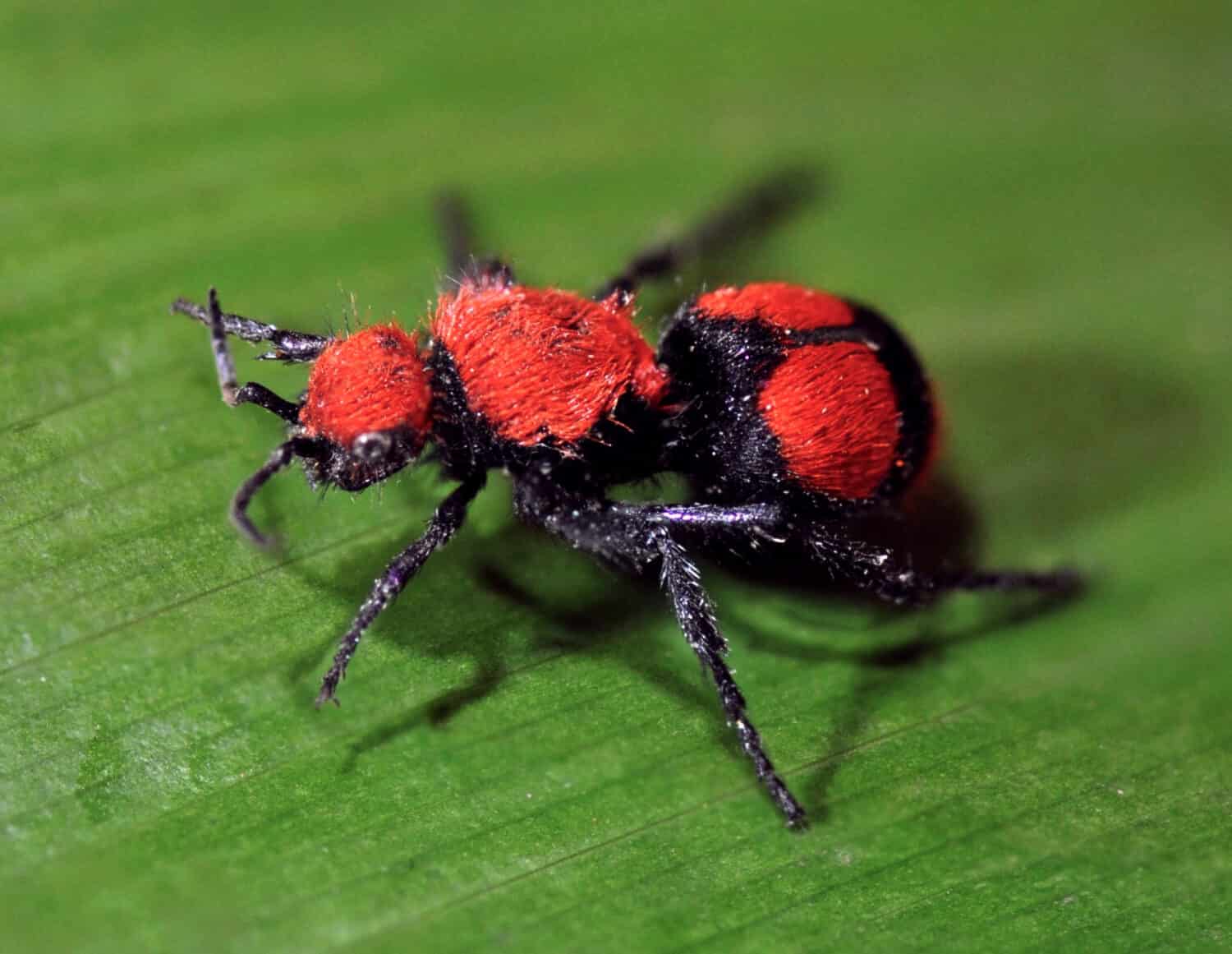 Hymenoptera- Velvet Ant