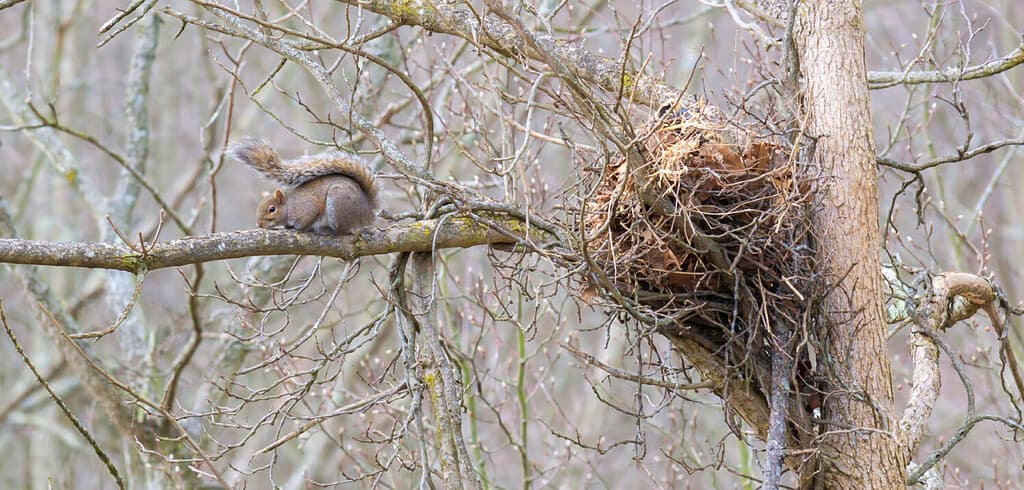 Kentucky grey squirrel sitting near its large nest on tall tree and branch Winter time urban wildlife photography 20109