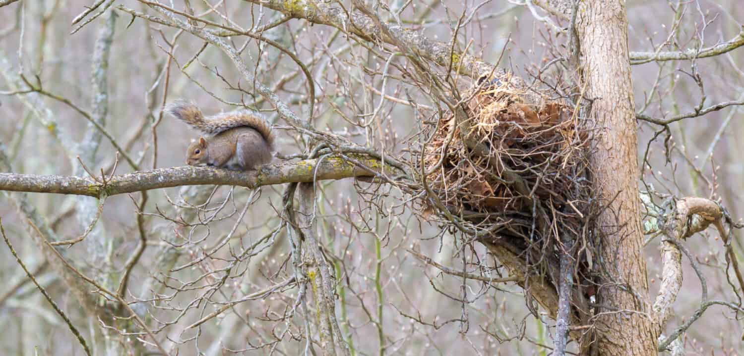 Kentucky grey squirrel sitting near its large nest on tall tree and branch Winter time urban wildlife photography 20109