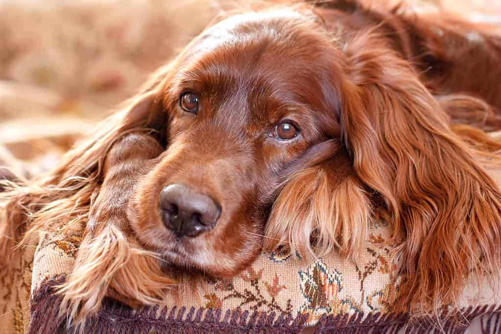 Red irish setter dog portrait
