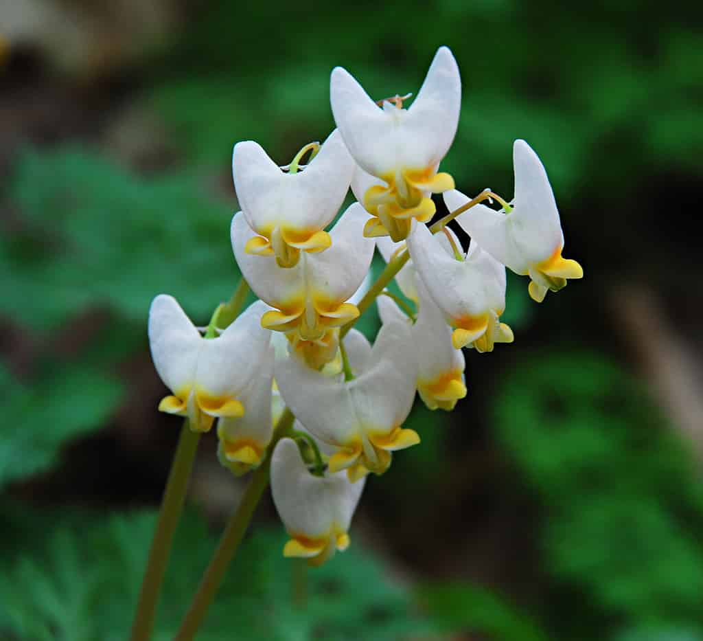 Dutchman's Breeches wildflower